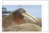 Walrus herd lying on beach by Anonymous
