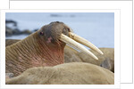 Walrus herd lying on beach by Anonymous