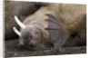 Walrus herd lying on beach by Anonymous