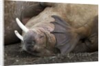 Walrus herd lying on beach by Anonymous