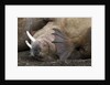 Walrus herd lying on beach by Anonymous