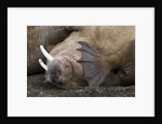 Walrus herd lying on beach by Anonymous