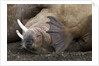 Walrus herd lying on beach by Anonymous