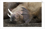 Walrus herd lying on beach by Anonymous