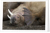 Walrus herd lying on beach by Anonymous