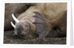 Walrus herd lying on beach by Anonymous