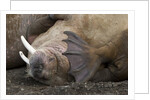 Walrus herd lying on beach by Anonymous