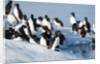 Brunnich's Guillemots, Svalbard, Norway by Anonymous