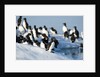 Brunnich's Guillemots, Svalbard, Norway by Anonymous