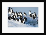 Brunnich's Guillemots, Svalbard, Norway by Anonymous