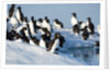 Brunnich's Guillemots, Svalbard, Norway by Anonymous