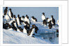 Brunnich's Guillemots, Svalbard, Norway by Anonymous