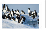 Brunnich's Guillemots, Svalbard, Norway by Anonymous