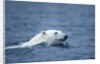 Polar Bear, Svalbard, Norway by Anonymous