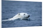 Polar Bear, Svalbard, Norway by Anonymous