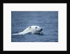 Polar Bear, Svalbard, Norway by Anonymous