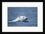 Polar Bear, Svalbard, Norway by Anonymous