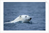 Polar Bear, Svalbard, Norway by Anonymous