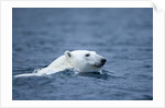 Polar Bear, Svalbard, Norway by Anonymous