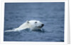 Polar Bear, Svalbard, Norway by Anonymous