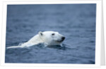 Polar Bear, Svalbard, Norway by Anonymous