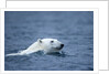 Polar Bear, Svalbard, Norway by Anonymous