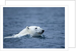 Polar Bear, Svalbard, Norway by Anonymous