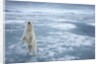 Polar Bear, Svalbard, Norway by Anonymous