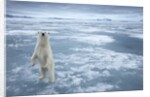 Polar Bear, Svalbard, Norway by Anonymous