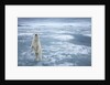 Polar Bear, Svalbard, Norway by Anonymous