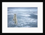 Polar Bear, Svalbard, Norway by Anonymous