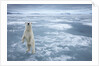 Polar Bear, Svalbard, Norway by Anonymous