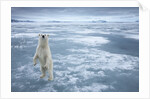 Polar Bear, Svalbard, Norway by Anonymous