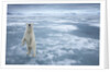 Polar Bear, Svalbard, Norway by Anonymous