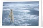 Polar Bear, Svalbard, Norway by Anonymous