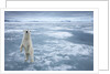 Polar Bear, Svalbard, Norway by Anonymous