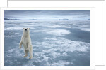 Polar Bear, Svalbard, Norway by Anonymous