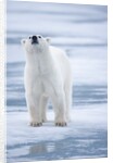 Polar Bear, Svalbard, Norway by Anonymous