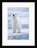 Polar Bear, Svalbard, Norway by Anonymous