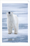 Polar Bear, Svalbard, Norway by Anonymous