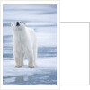 Polar Bear, Svalbard, Norway by Anonymous
