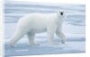 Polar Bear, Svalbard, Norway by Anonymous