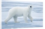 Polar Bear, Svalbard, Norway by Anonymous