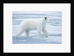 Polar Bear, Svalbard, Norway by Anonymous