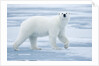 Polar Bear, Svalbard, Norway by Anonymous