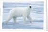 Polar Bear, Svalbard, Norway by Anonymous