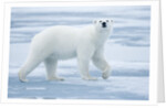 Polar Bear, Svalbard, Norway by Anonymous