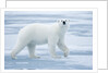 Polar Bear, Svalbard, Norway by Anonymous