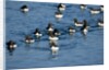 Brunnich's Guillemots, Svalbard, Norway by Anonymous