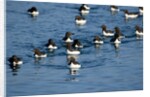Brunnich's Guillemots, Svalbard, Norway by Anonymous